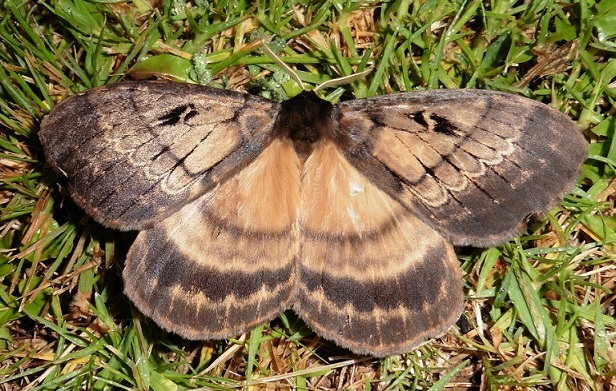 Farfalla dal Sudafrica:   Tantaliana tantalus (Eupterotidae)